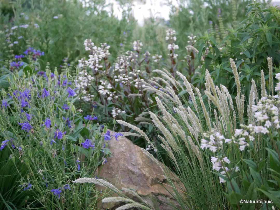 gartendsein Staudenmischung mit einheimischer Akelei und Wimper Perlgras