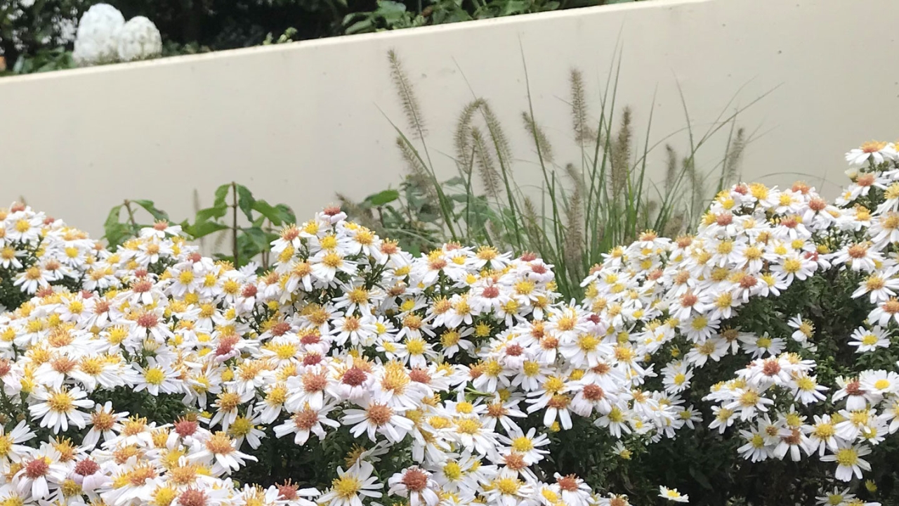 Blühende Stauden und Gräser im leuchtendem Herbstaspekt
